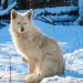 Workation im Winter - Lappland - white wolf on snow covered ground